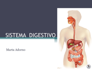 Sistema Digestorio