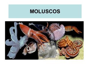 moluscos - Educacional
