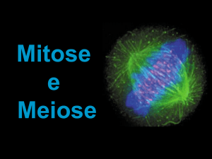 Mitose e Meiose