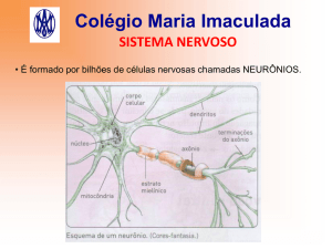 Sistema Nervoso - Col&eacute;gio Maria Imaculada