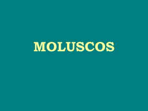 Moluscos - Gastrópodes