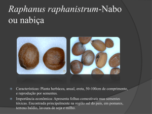 Raphanus raphanistrum-Nabo ou nabiça