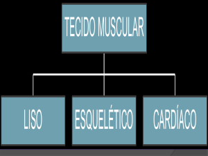 Tecido Muscular