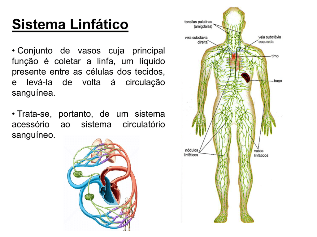 Лимфа тесты. Лимфатическая система человека. Лимфатическая система картинки для детей. Лимфатическая система человека анатомия. Лимфатическая система 3d схема.