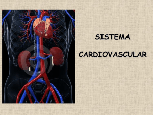 Slides Sistema Cardiovascular 7 anos