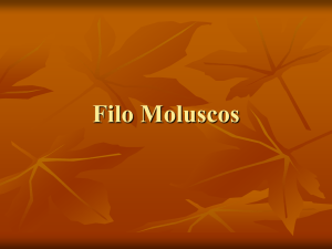 Filo Moluscos - Colégio Cor Jesu