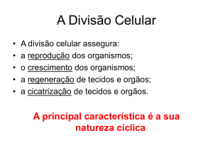 Apresentacao_sobre_Ciclo_Celular