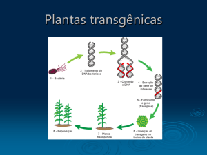 Plantas transgênicas