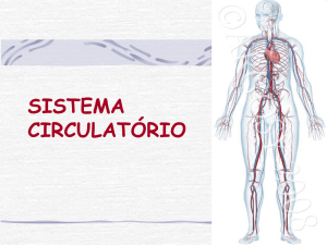 sistema circulatório