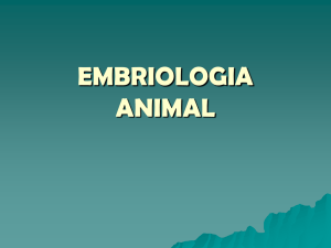 embriologia animal