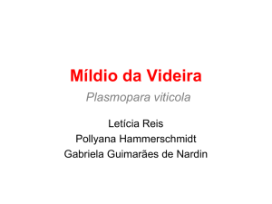 Míldio da Videira Plasmopara viticola