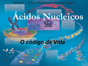 Ácidos Desoxirribonucléico (DNA)