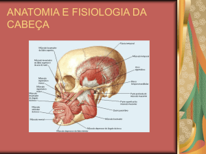 anatomia e fisiologia da cabeça