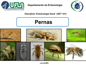 Pernas - Departamento de Entomologia