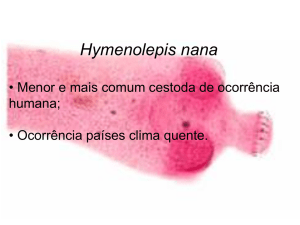 Classe Cestoda Espécie Hymenolepis nana