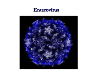 Enterovírus