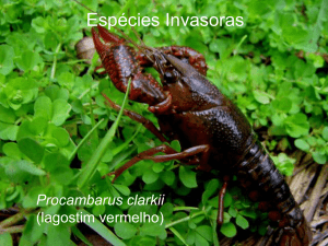 Procambarus clarkii (lagostim vermelho)