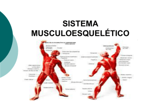 SIST MUSCULAR