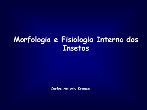Morfologia interna Krause