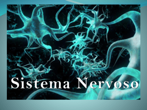Slides Sistema Nervoso 8 anos