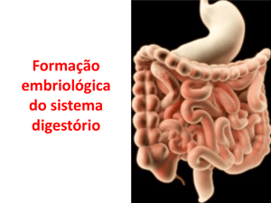 Sistema digestório