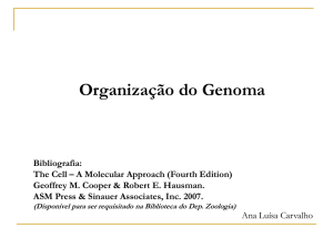 Organização_genoma