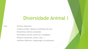 slides Diversidade Animal 1