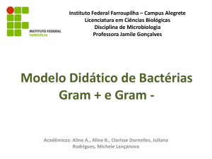 Modelo Didático de Bactérias Gram + e Gram