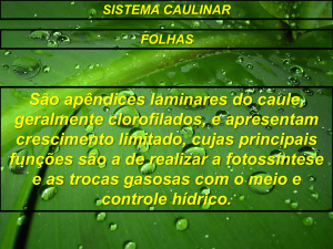 SISTEMA CAULINAR - FOLHAS MORFOLOGIA DAS FOLHAS