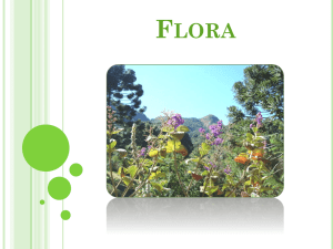 Flora - prof-nair