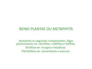 REINO PLANTAE OU METAPHYTA