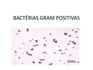 bactérias gram positivas