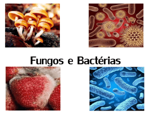 fungos e bactérias.