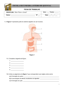 Ficha de trabalho 3 – Sistema digestivo