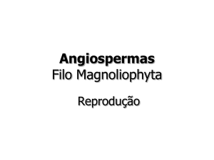 Angiospermas - biologiapravoce