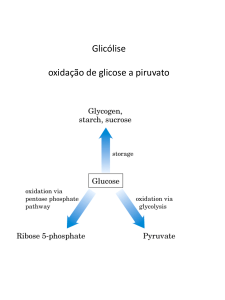 Glicólise oxidação de glicose a piruvato