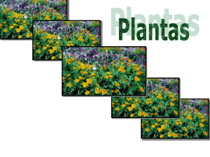 Plantas - WordPress.com