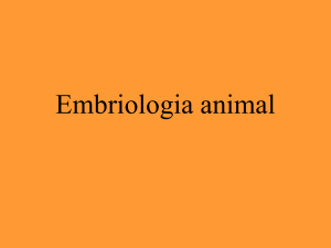 Embriologia animal