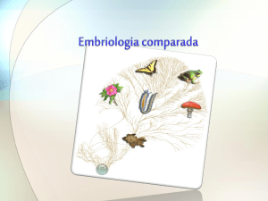 embriologia comparada
