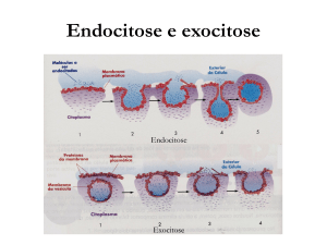 Endocitose e exocitose
