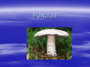 fungos - Escola Filinto