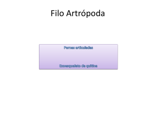 Filo Artrópoda