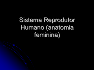 Sistema Reprodutor Humano (anatomia feminina)