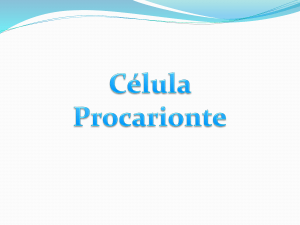 Célula Procarionte