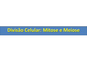 Divisão Celular: Mitose e Meiose