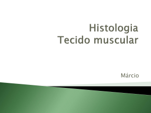 histologia - tecido muscular