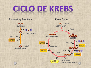 aula 18 - ciclo de krebs