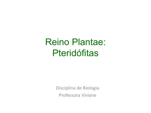 Reino Plantae_pteridófitas 11_09