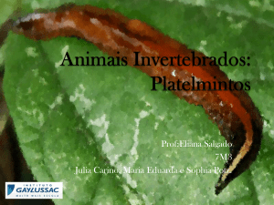 Animais Invertebrados: Platelmintos