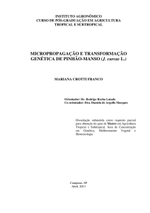 Micropropagação e transformação genética de pinhão-manso